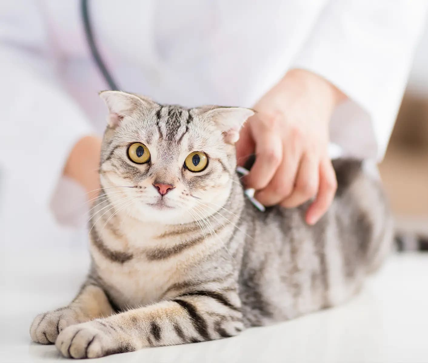 cat at the vet