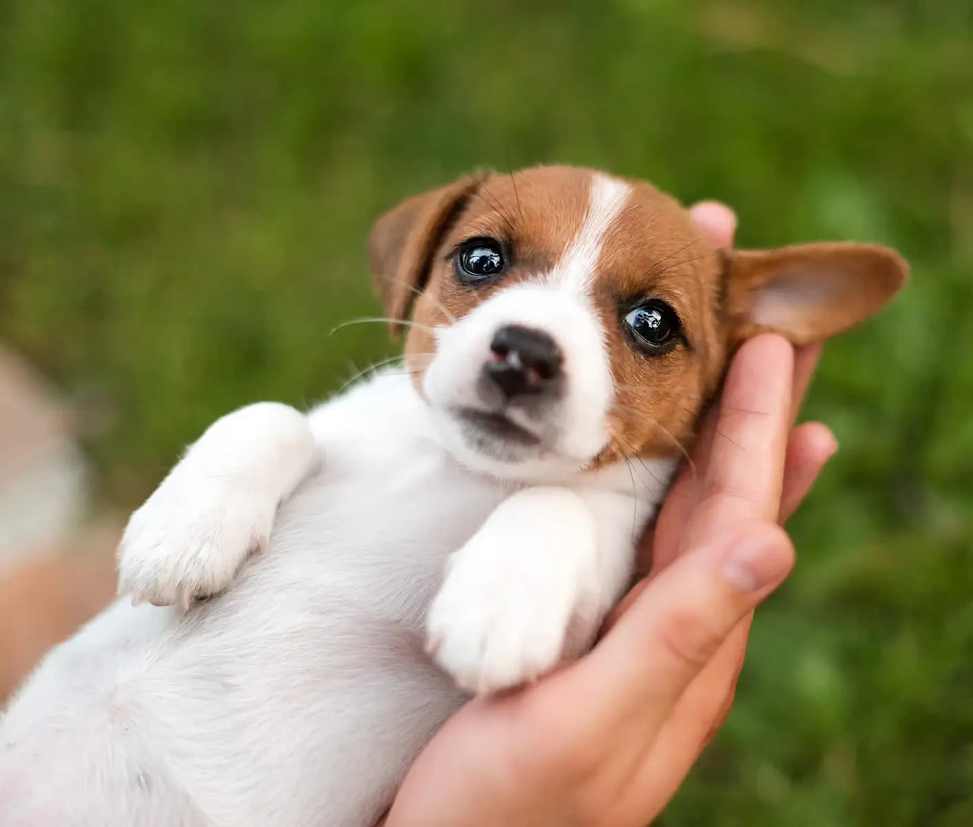 puppy