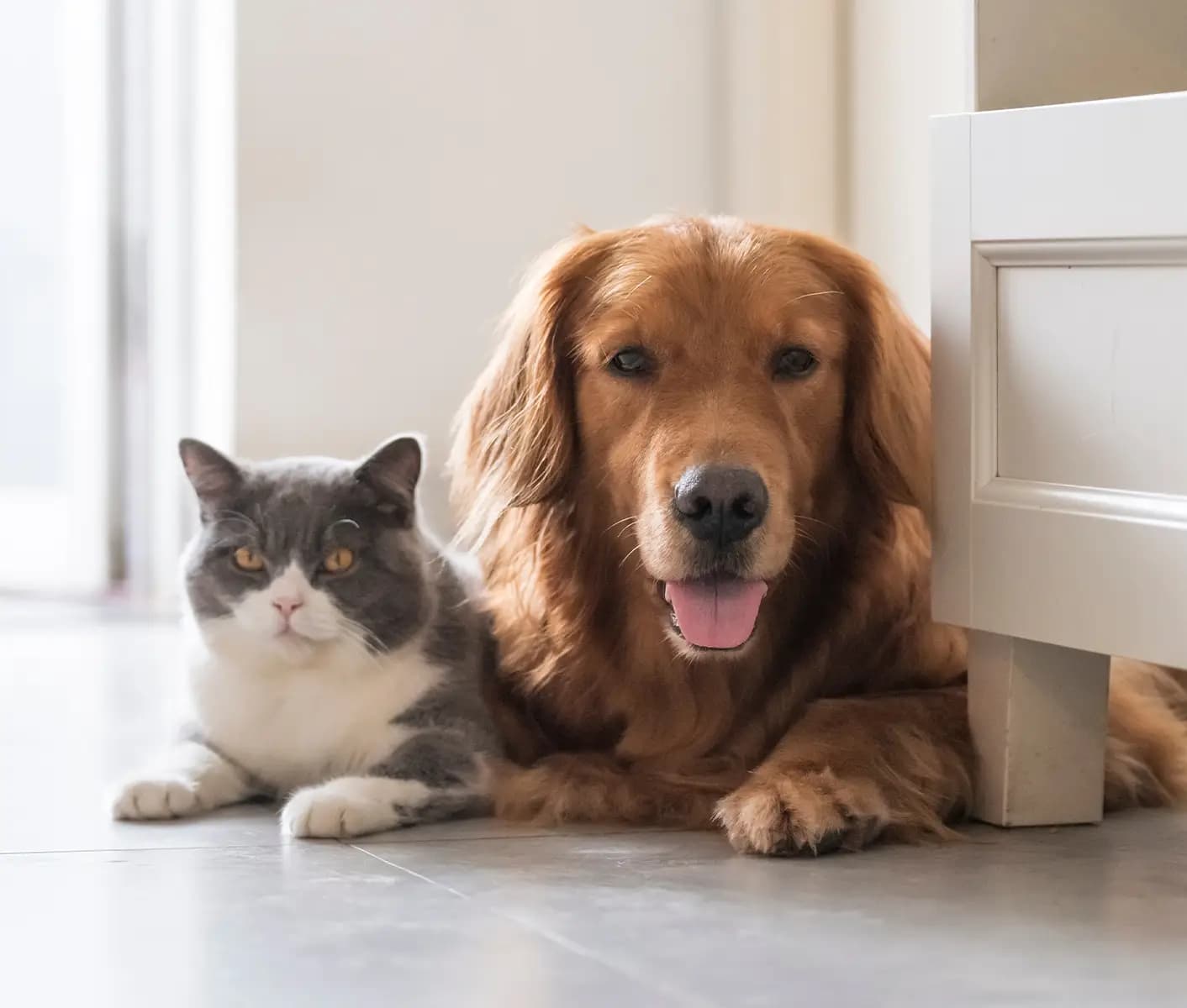 dog and cat