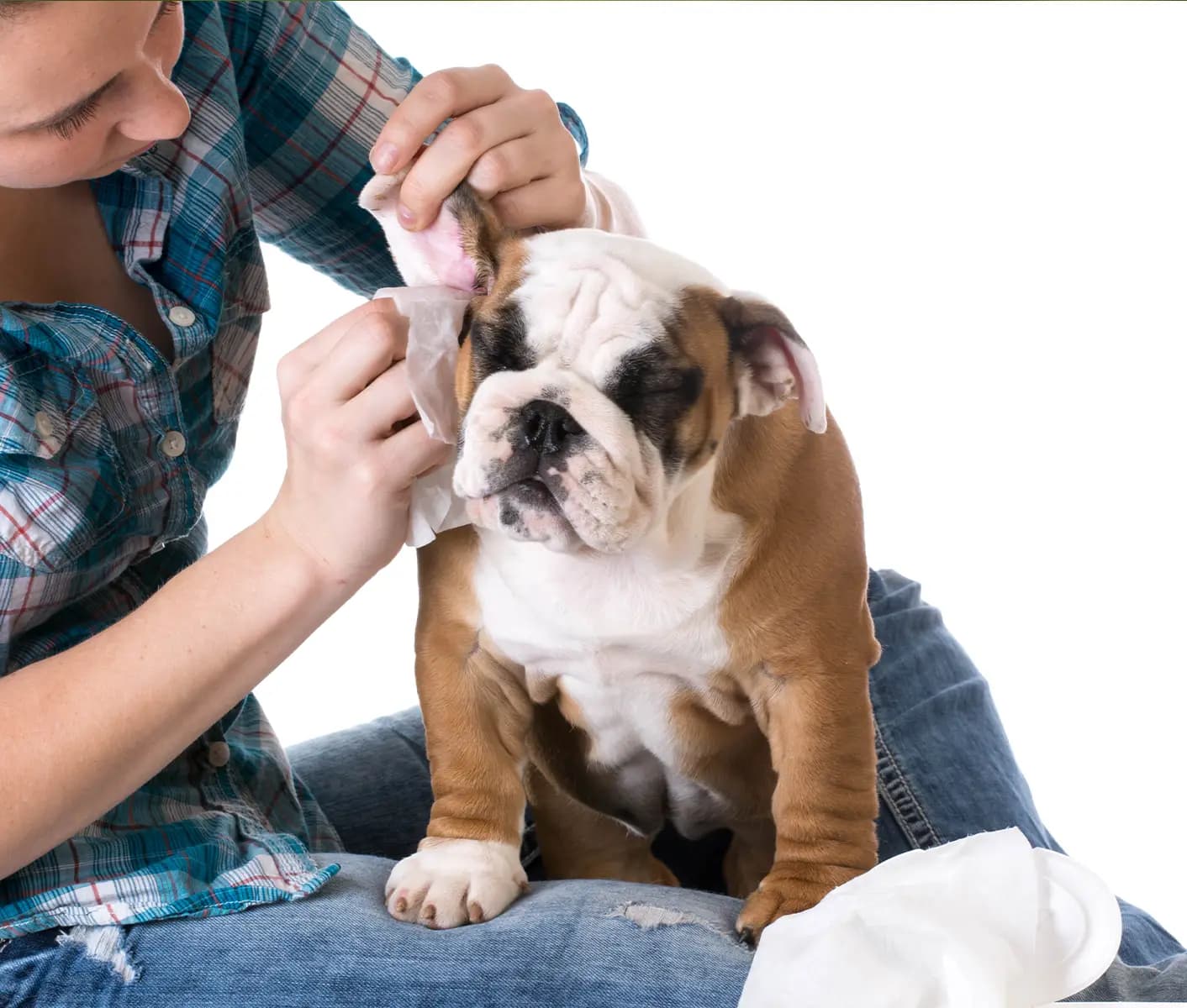 dog getting ear cleaned