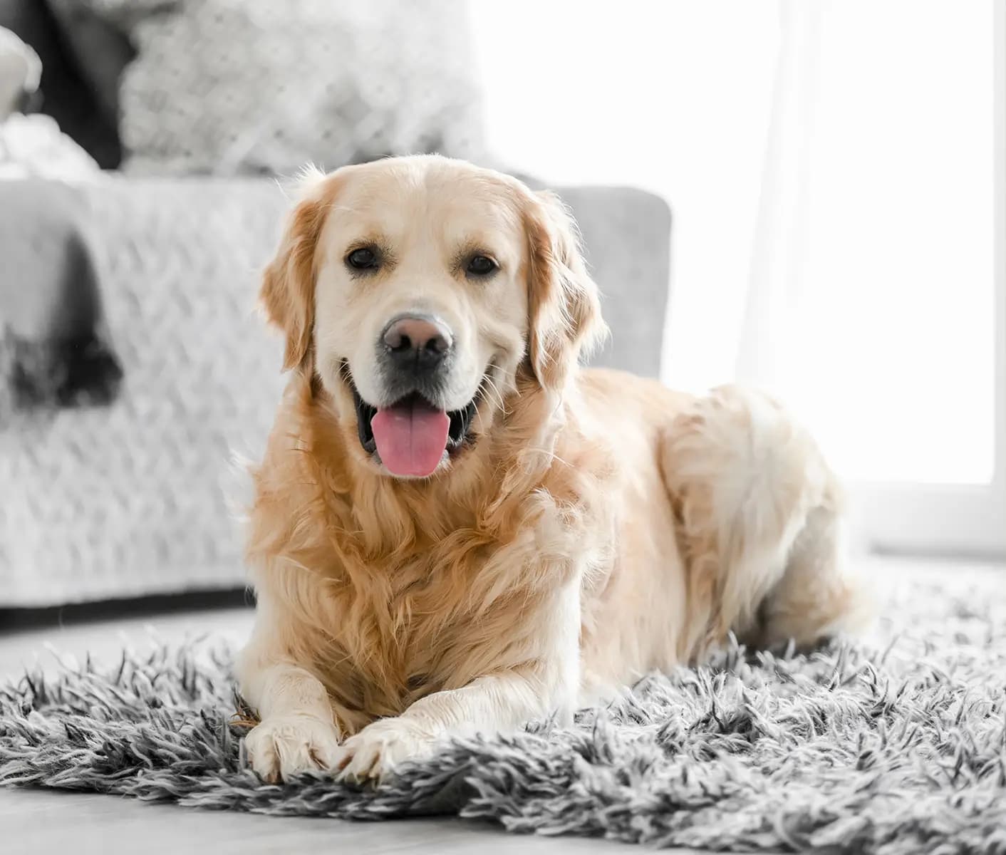 dog on carpet