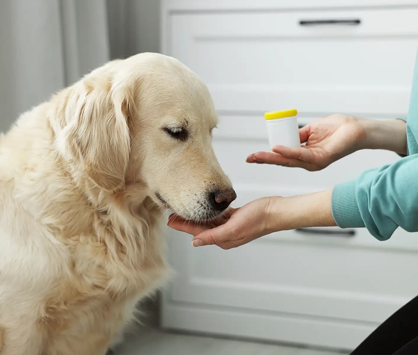 dog taking medication