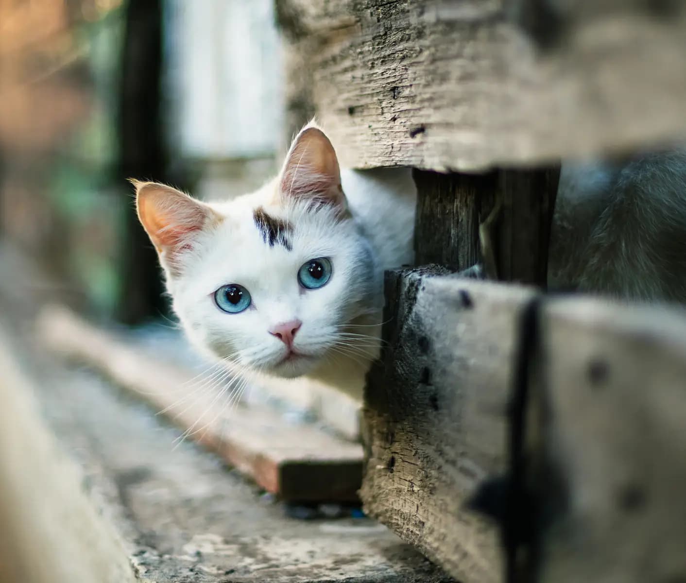 cat outside