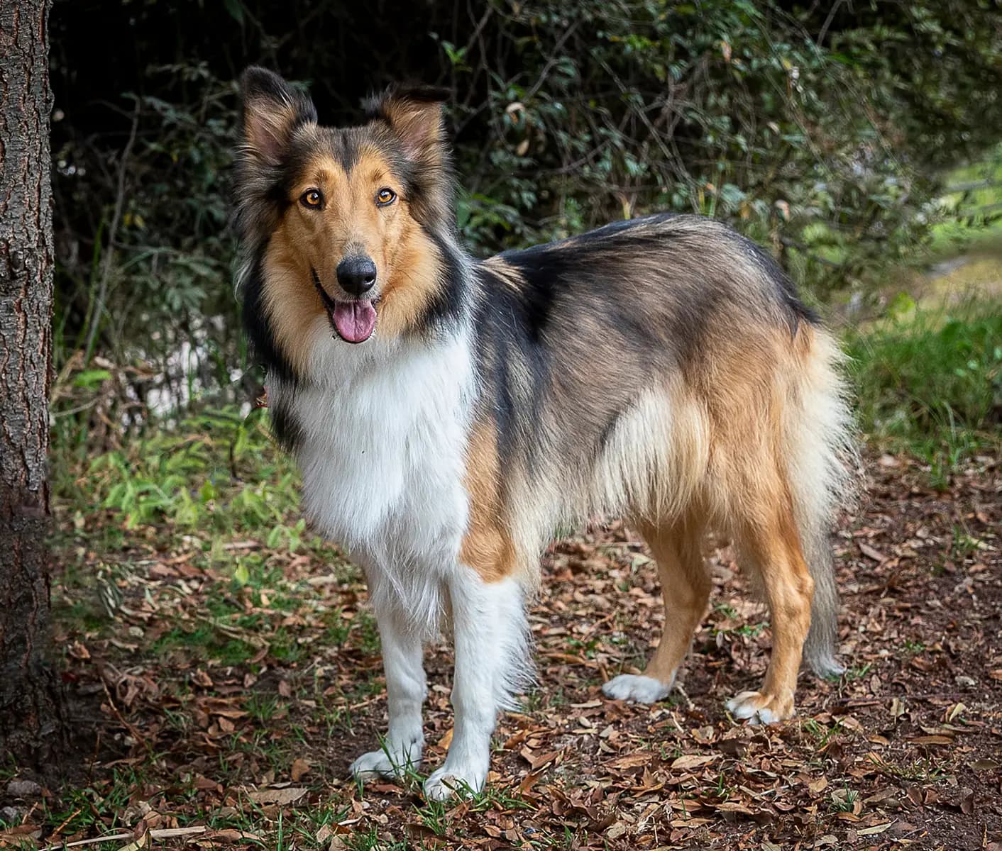 dog