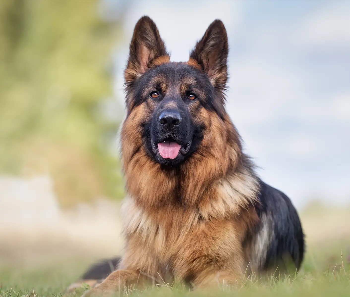 dog in grass