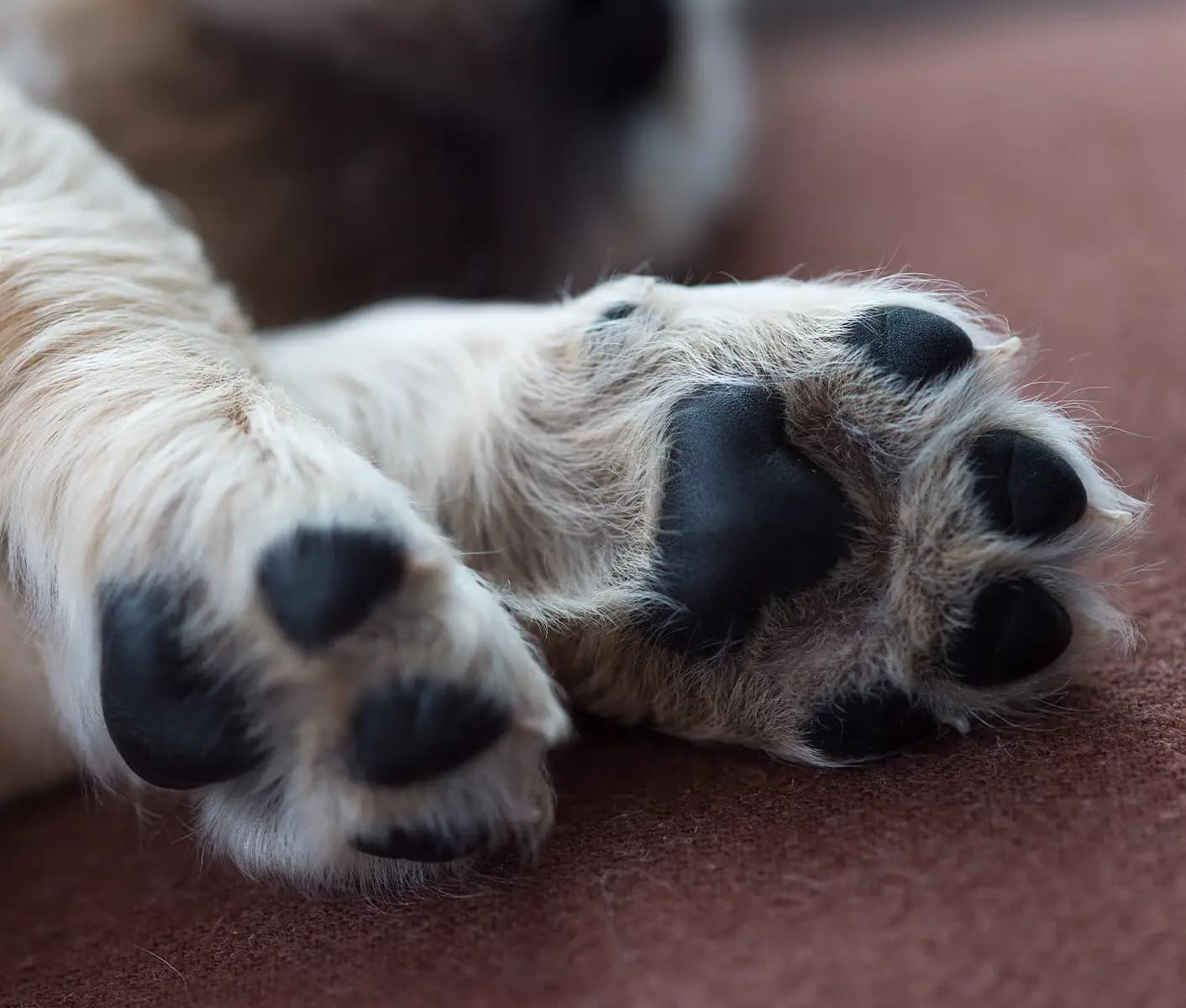 dog paws