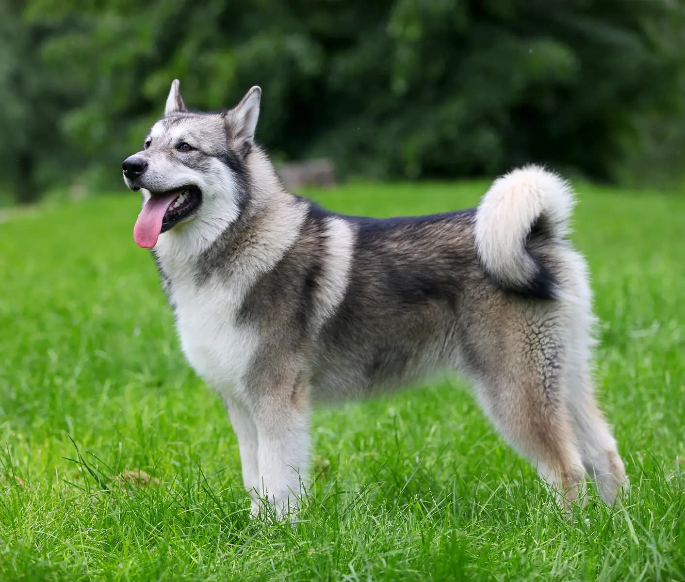 dog in grass