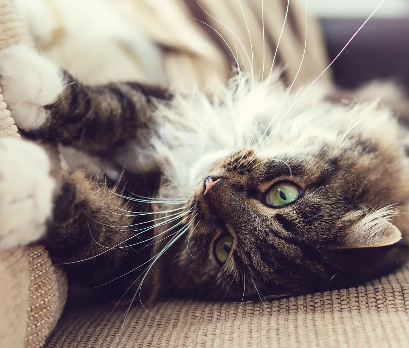 cat on couch