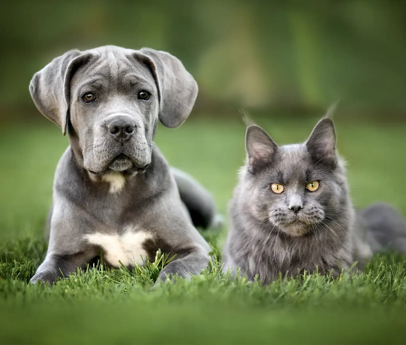 dog and cat