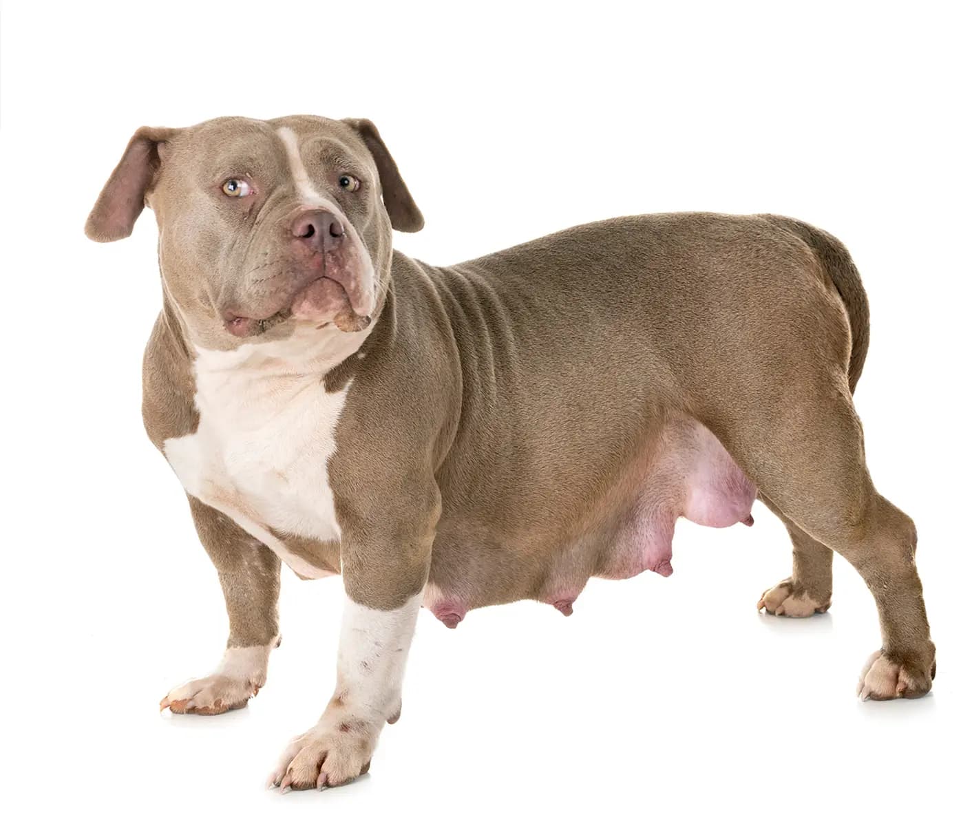 pregnant dog