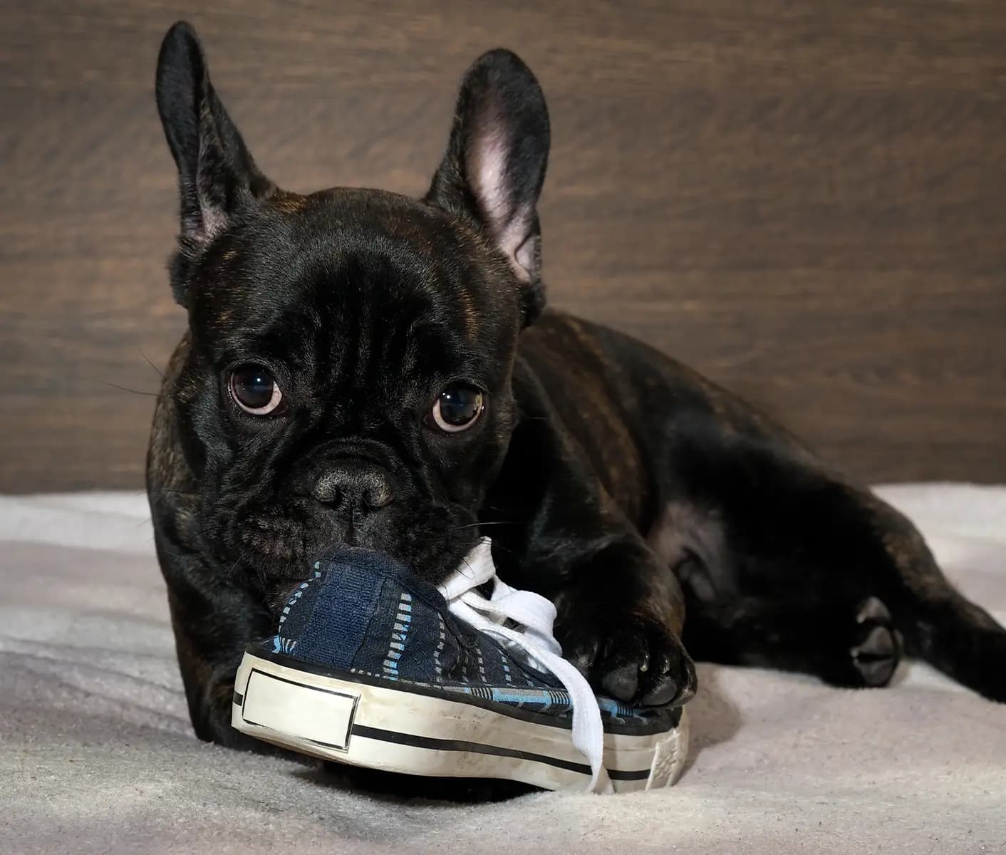dog chewing shoe