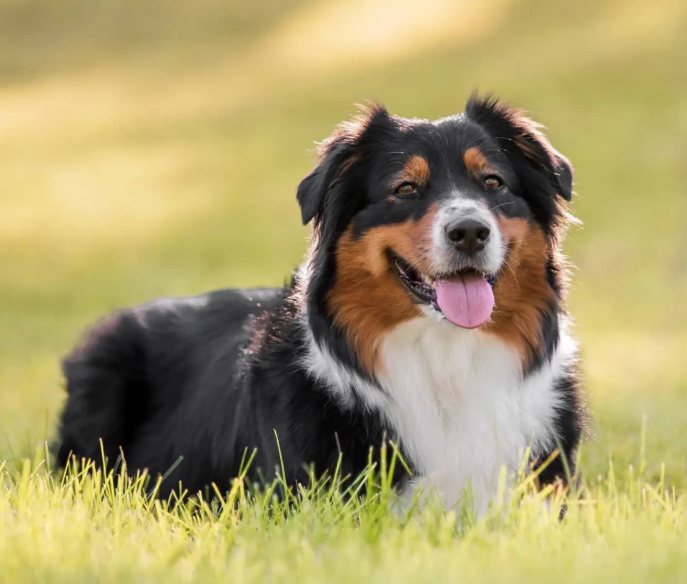 dog in grass