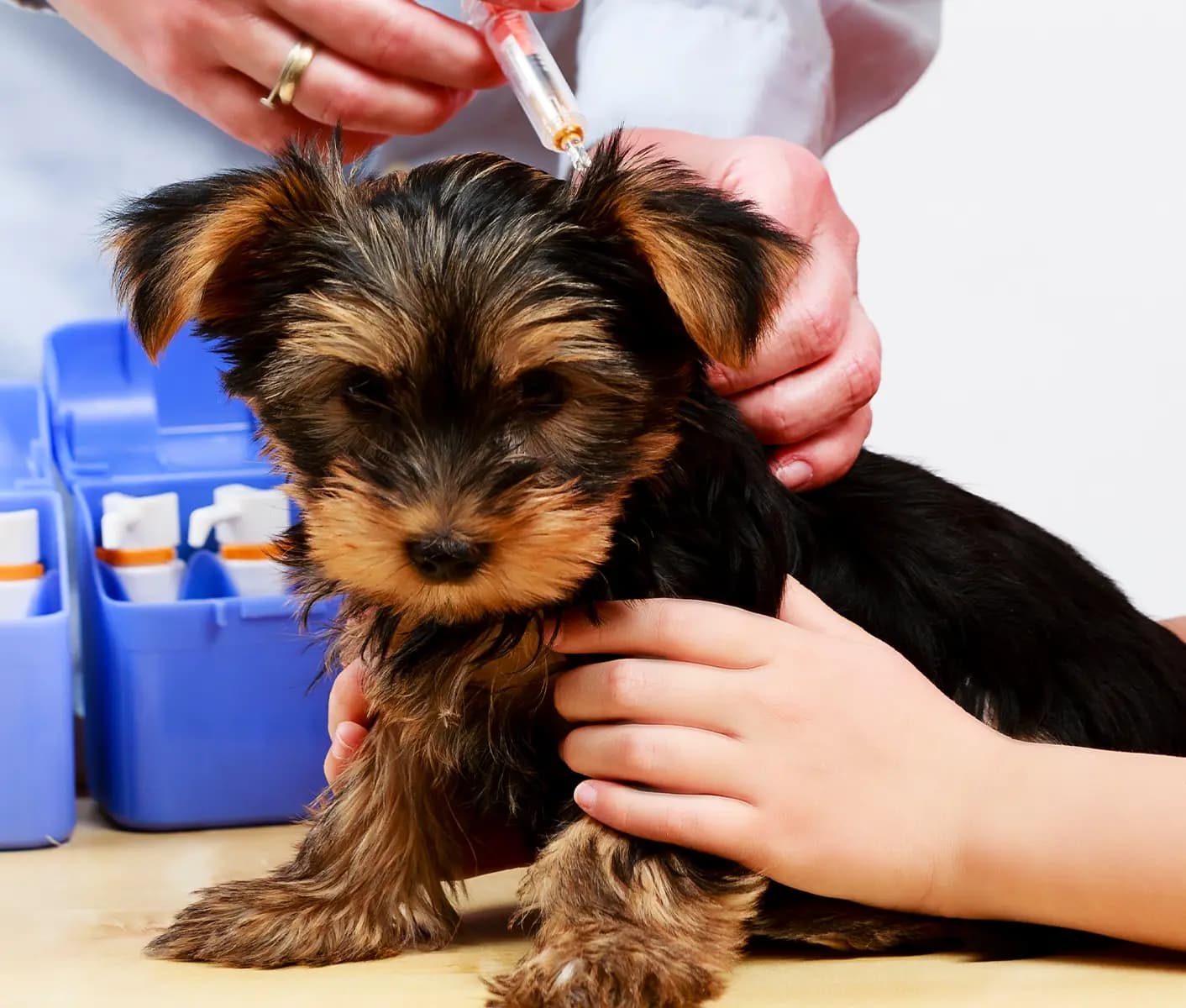 dog getting a vaccine