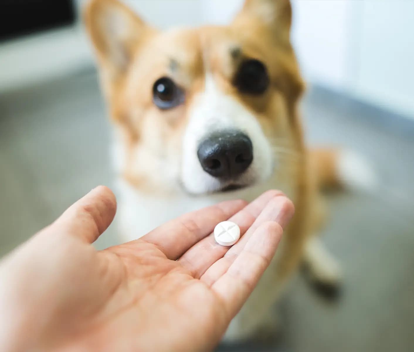dog