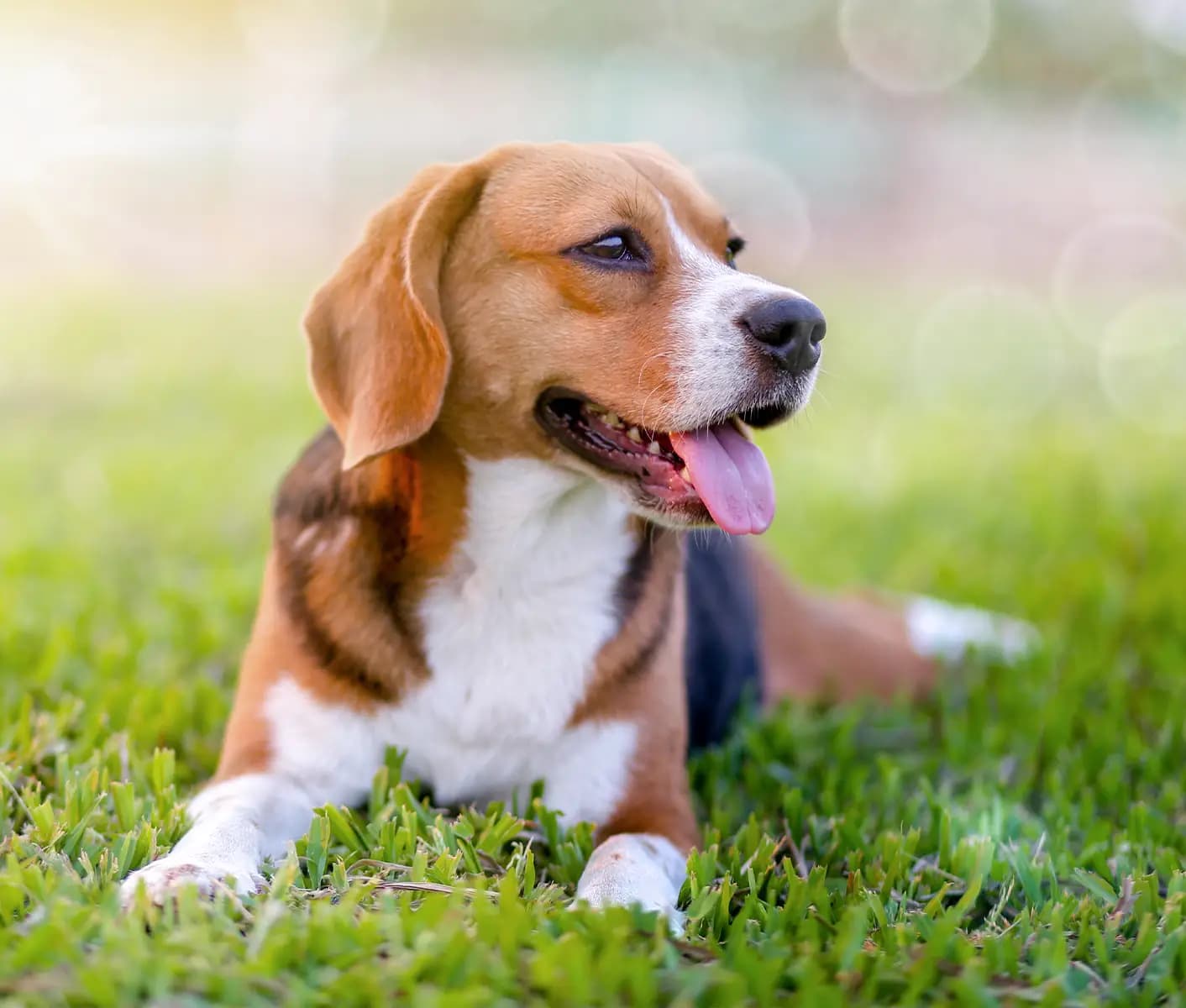 dog in grass