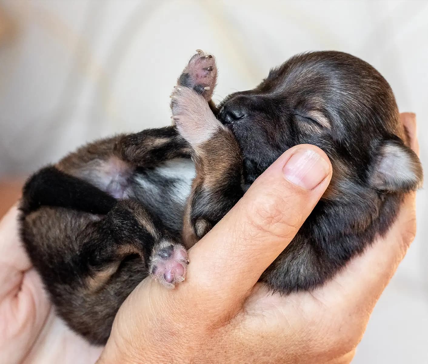 newborn puppy
