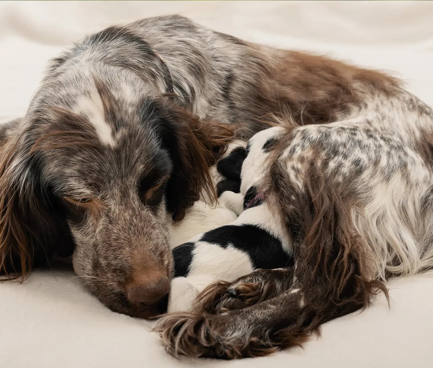 nursing dog