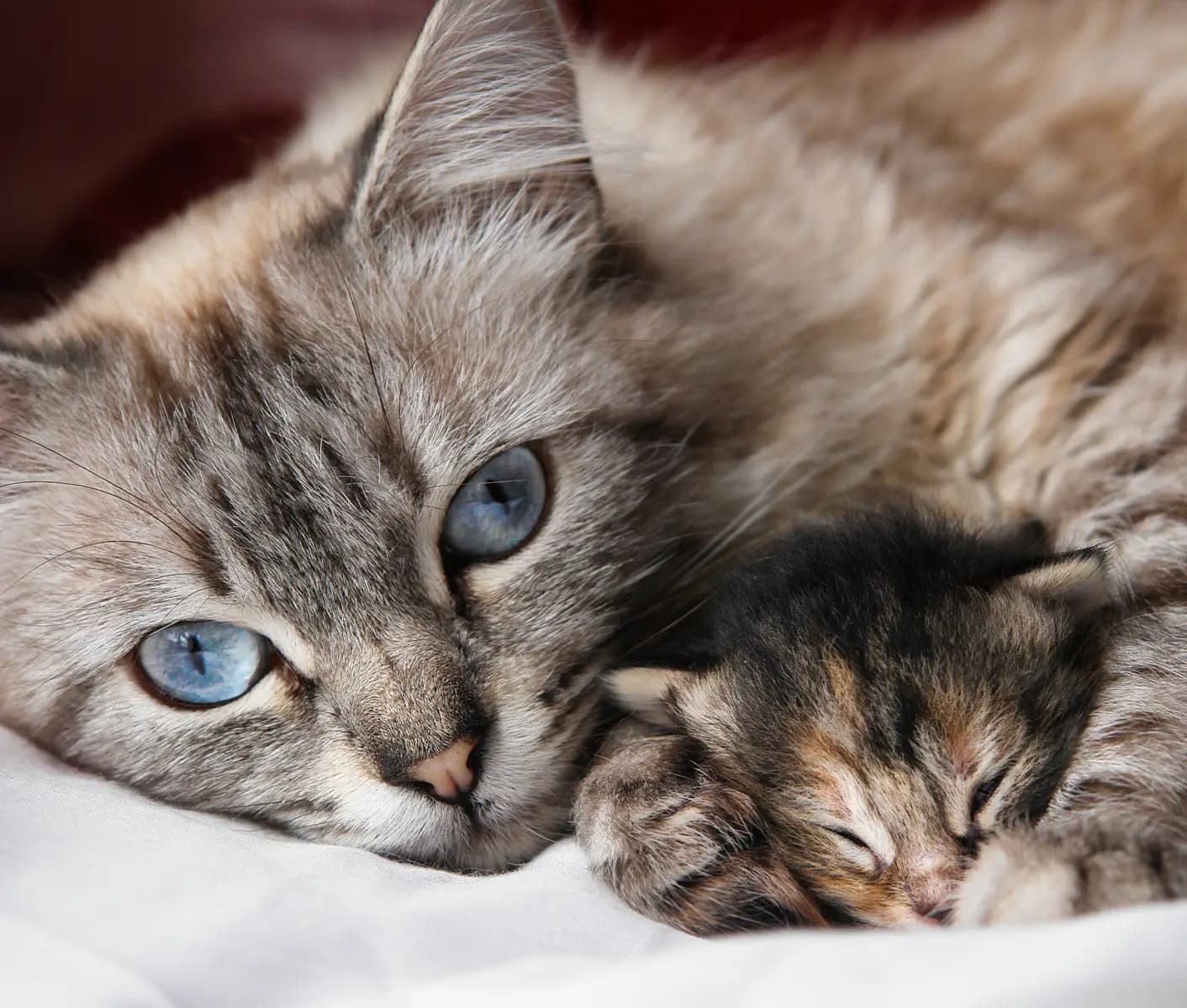 cat with kittens