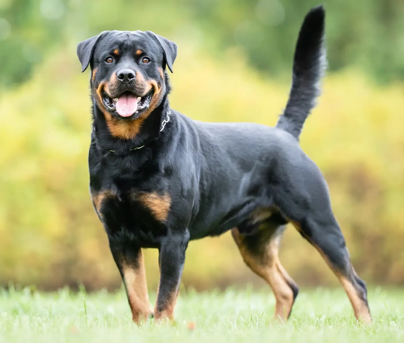 dog standing outside