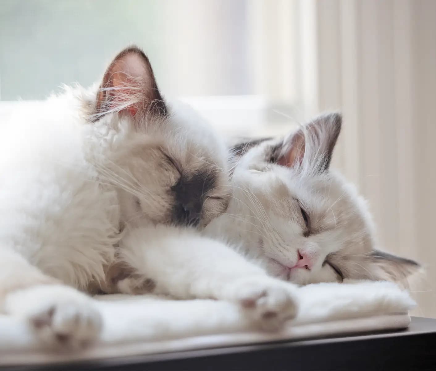 Cat home treatment mastitis in cats sale