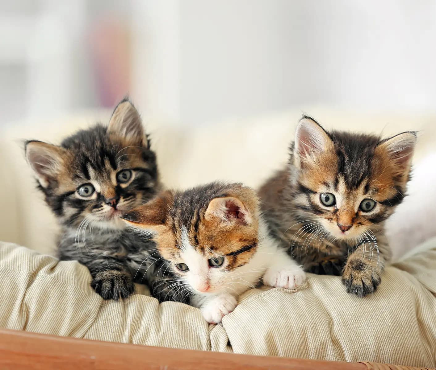 3 kittens