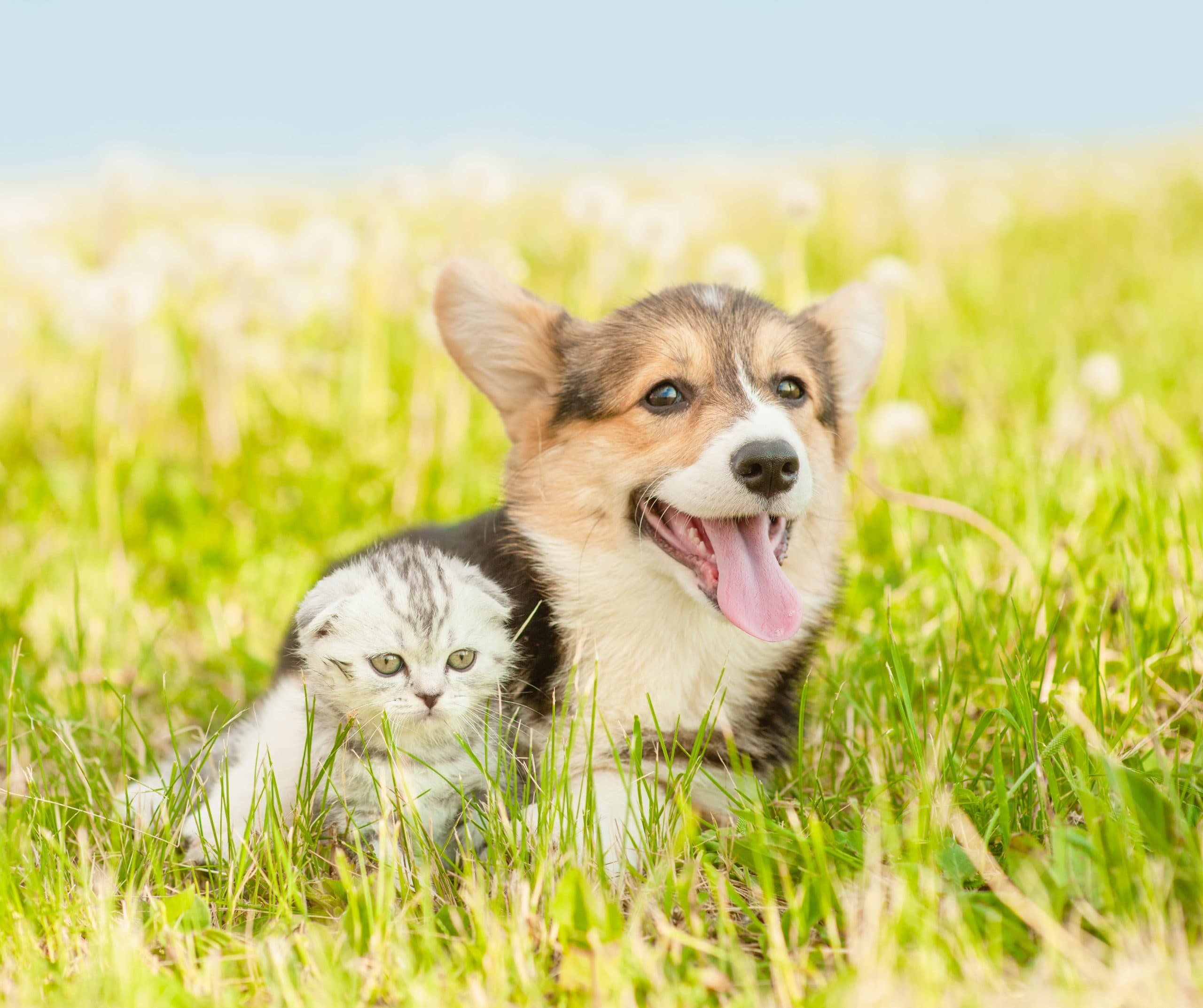 dog and cat