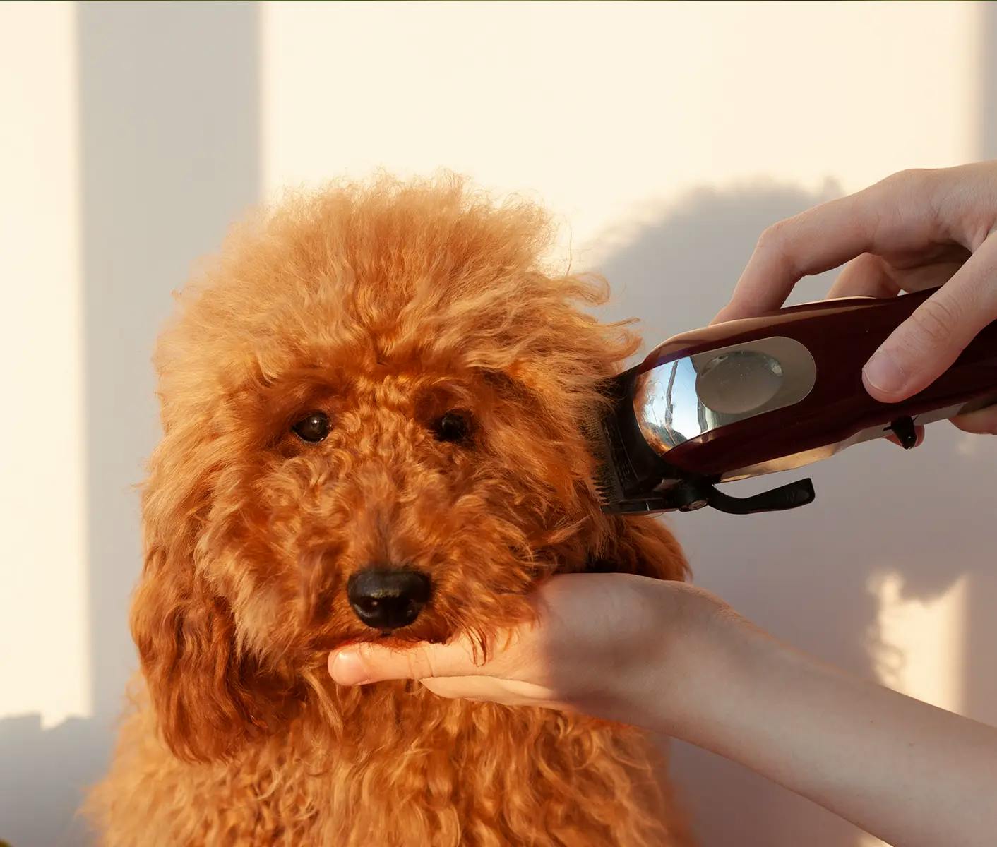 Le Salon Essentials All-Purpose Dog Trimming Scissor - Pet Warehouse