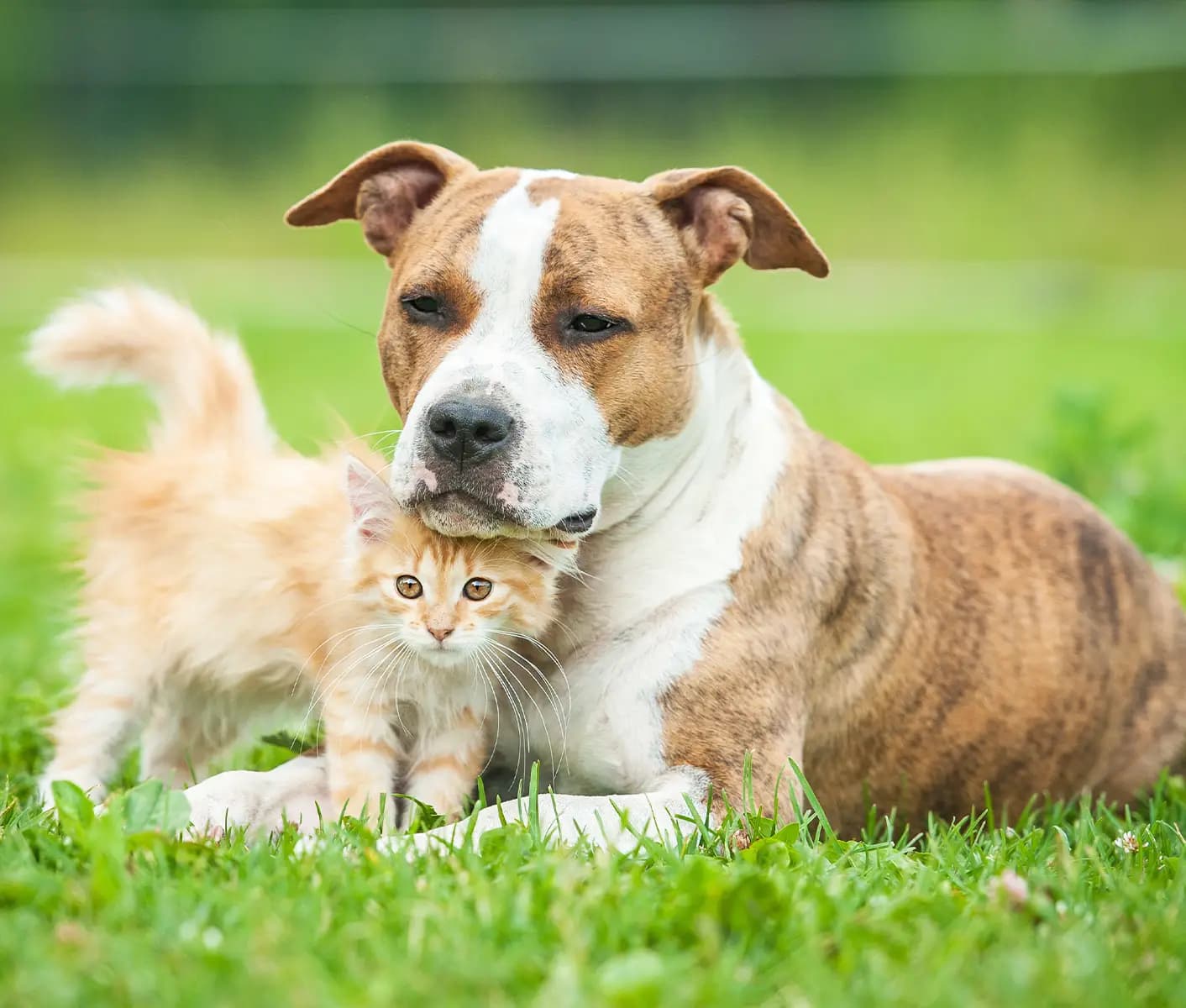 dog and cat in grass
