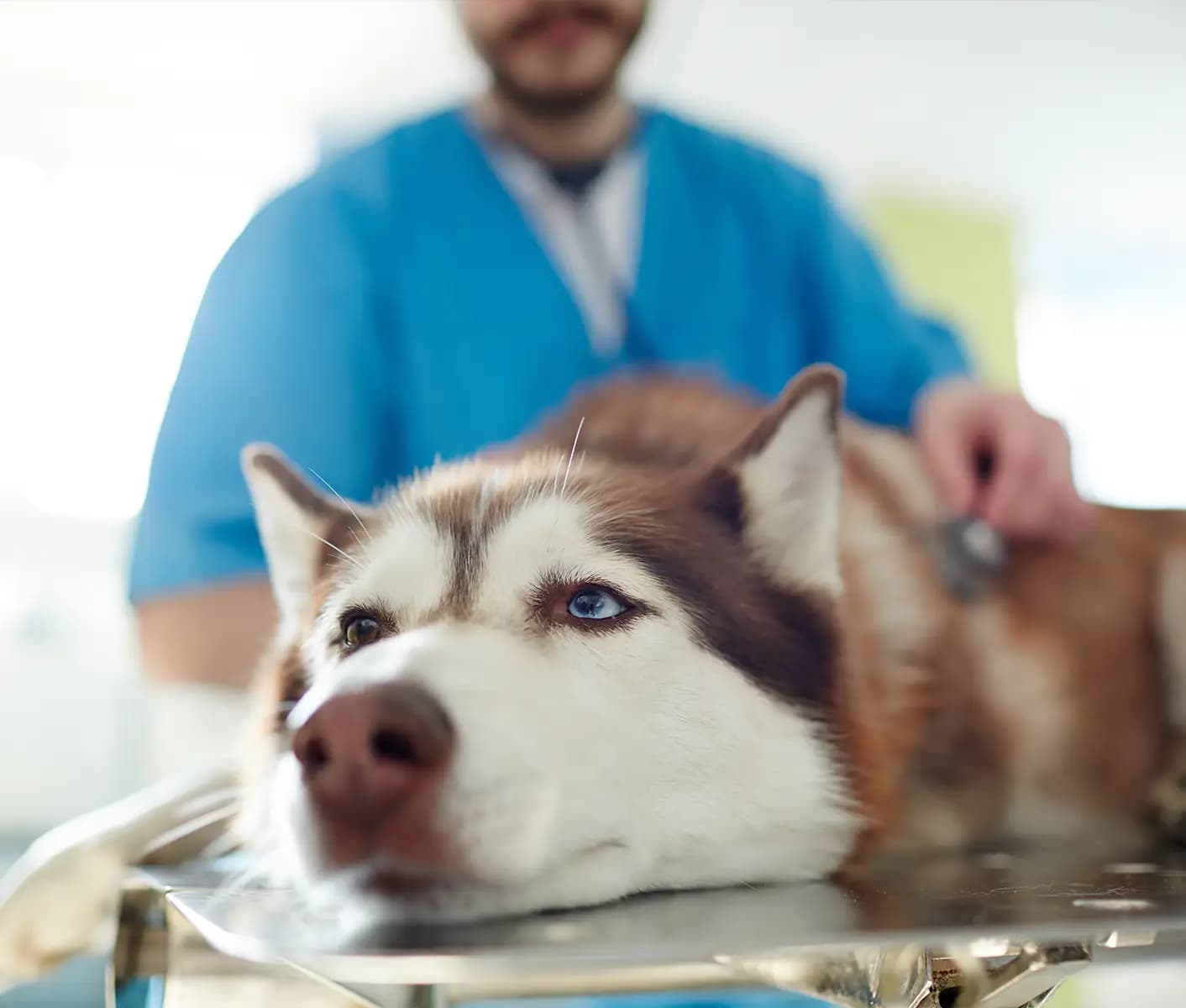 dog at vet