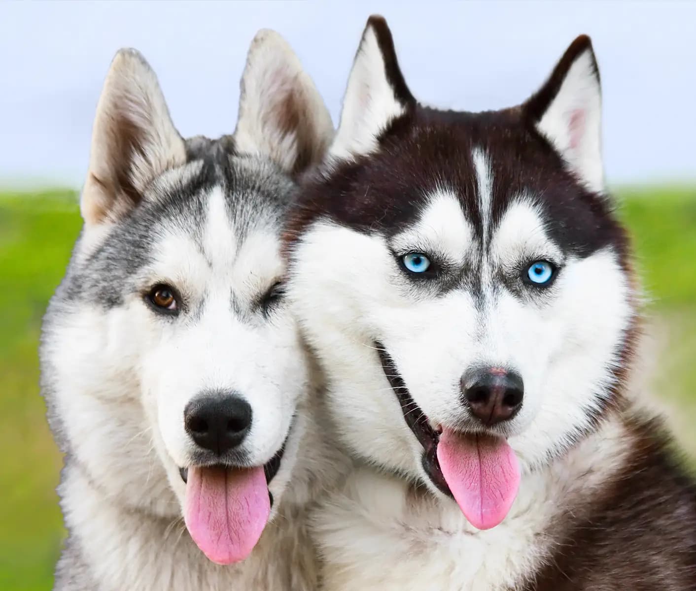 two dogs
