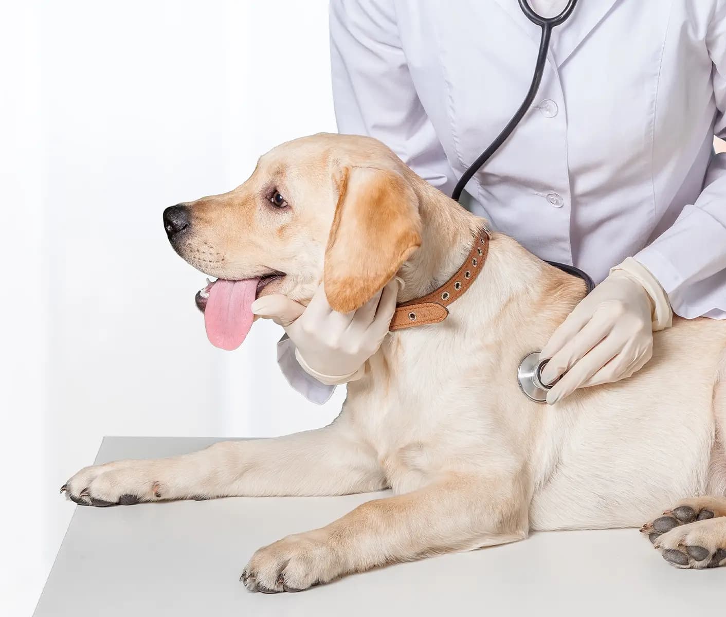 dog at vet