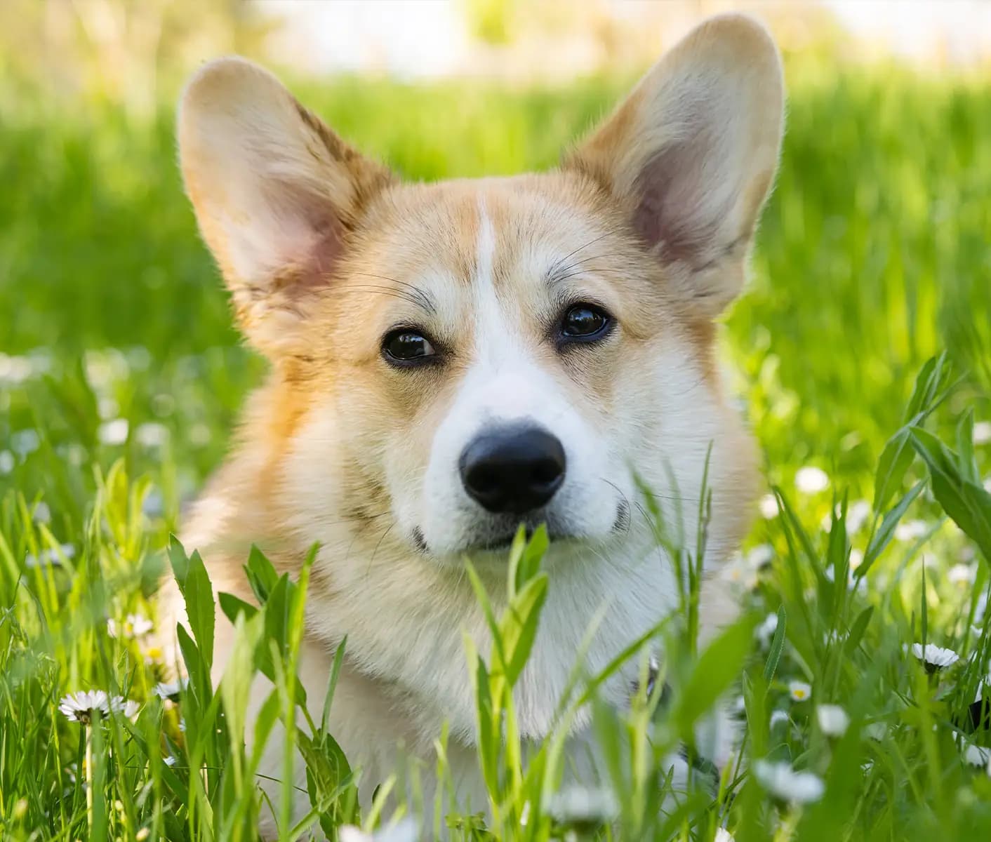 dog in grass