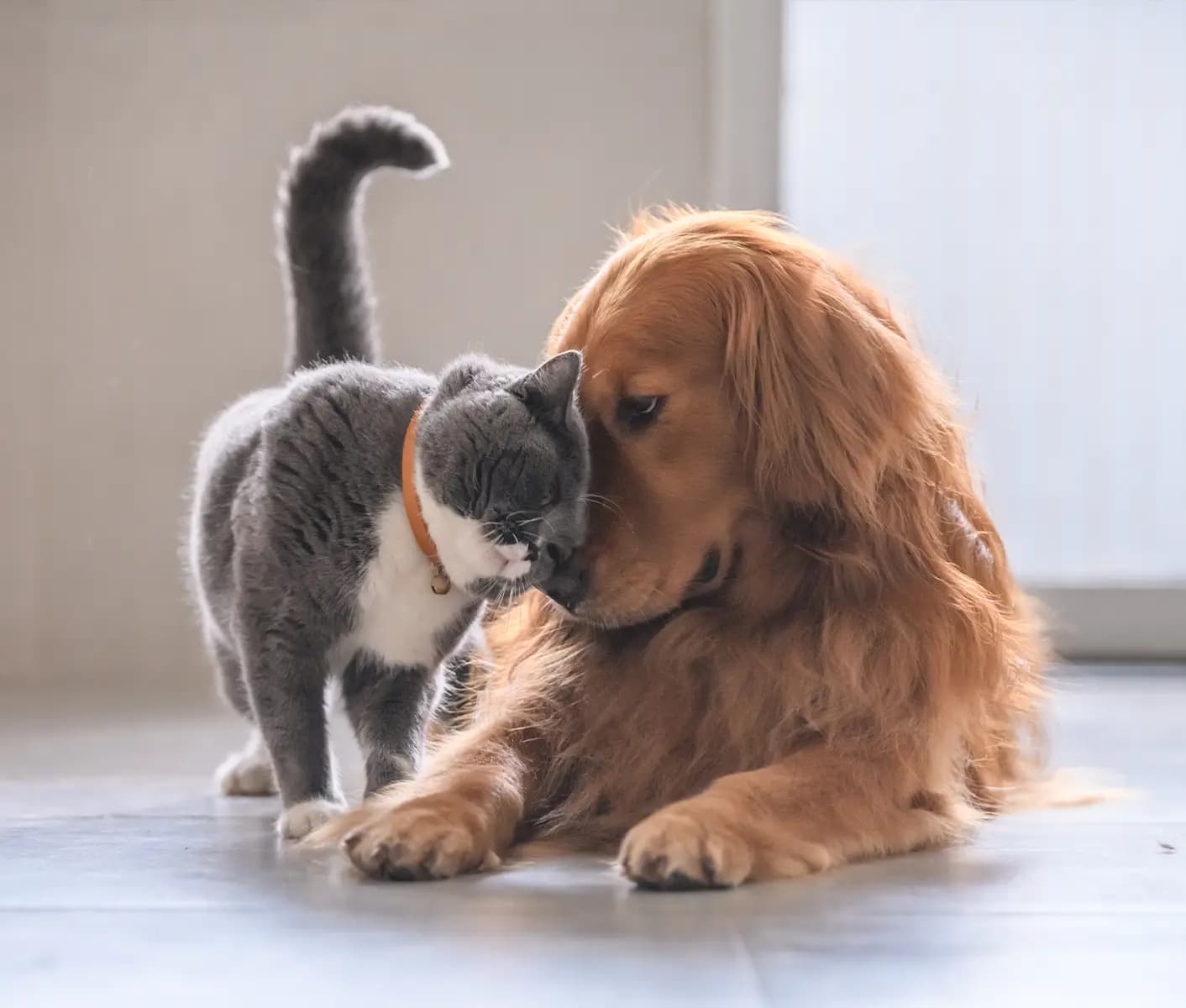 dog and cat