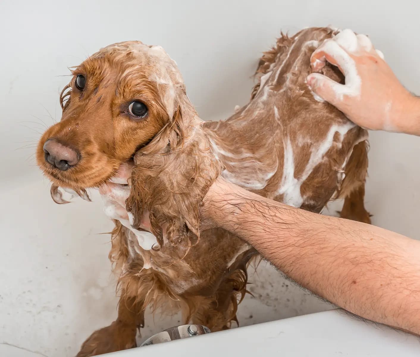 dog in bath