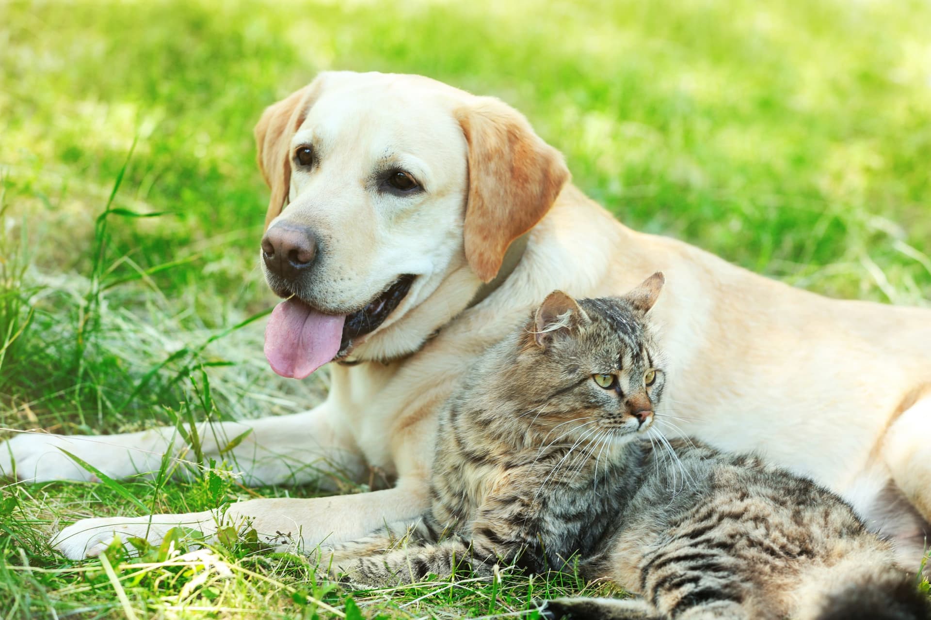 cat and dog