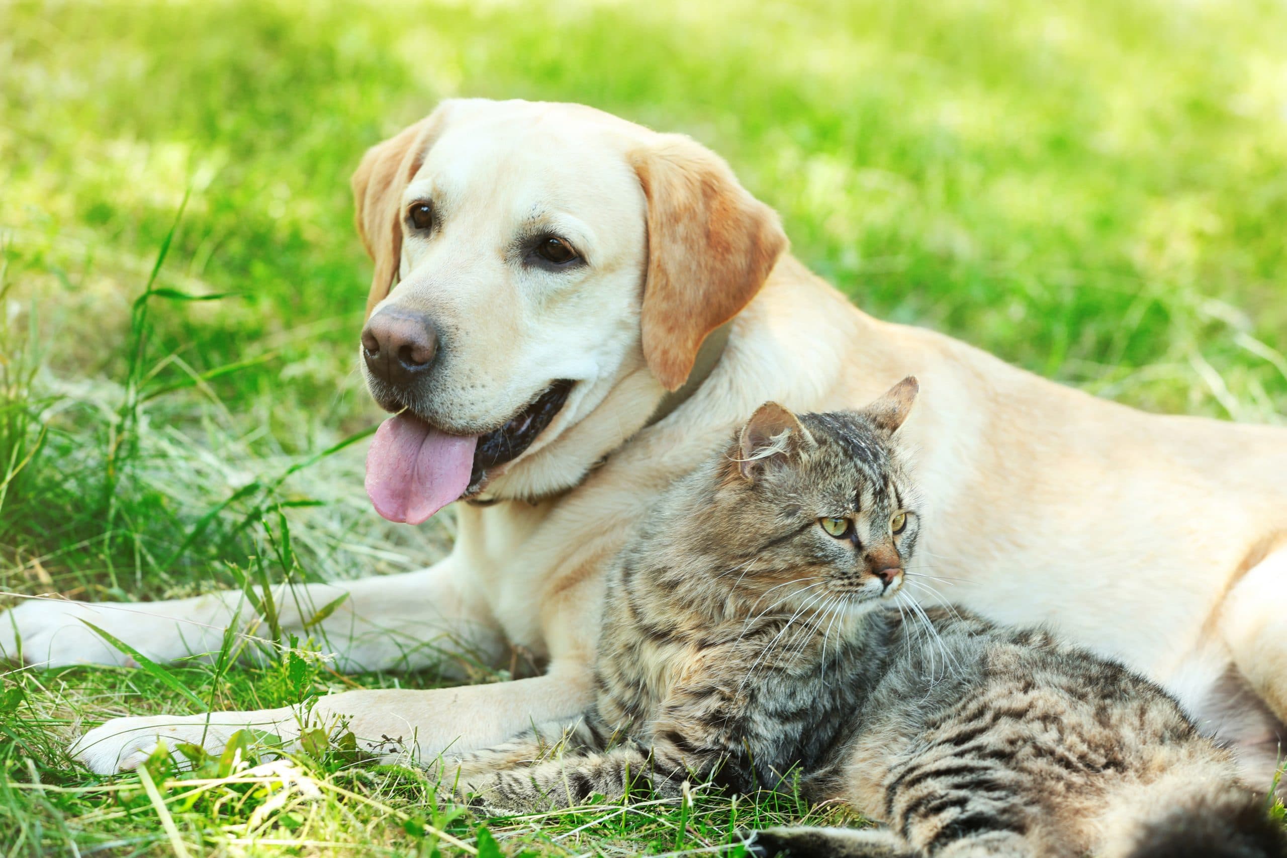 cat and dog