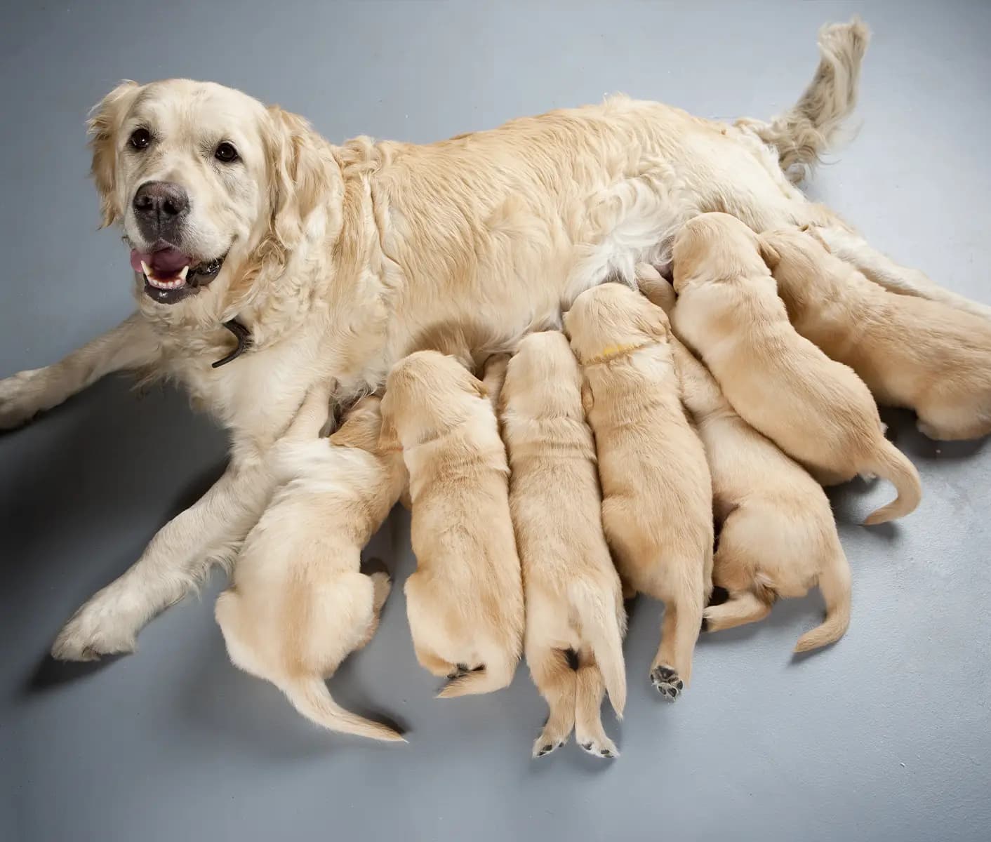 dog nursing a litter