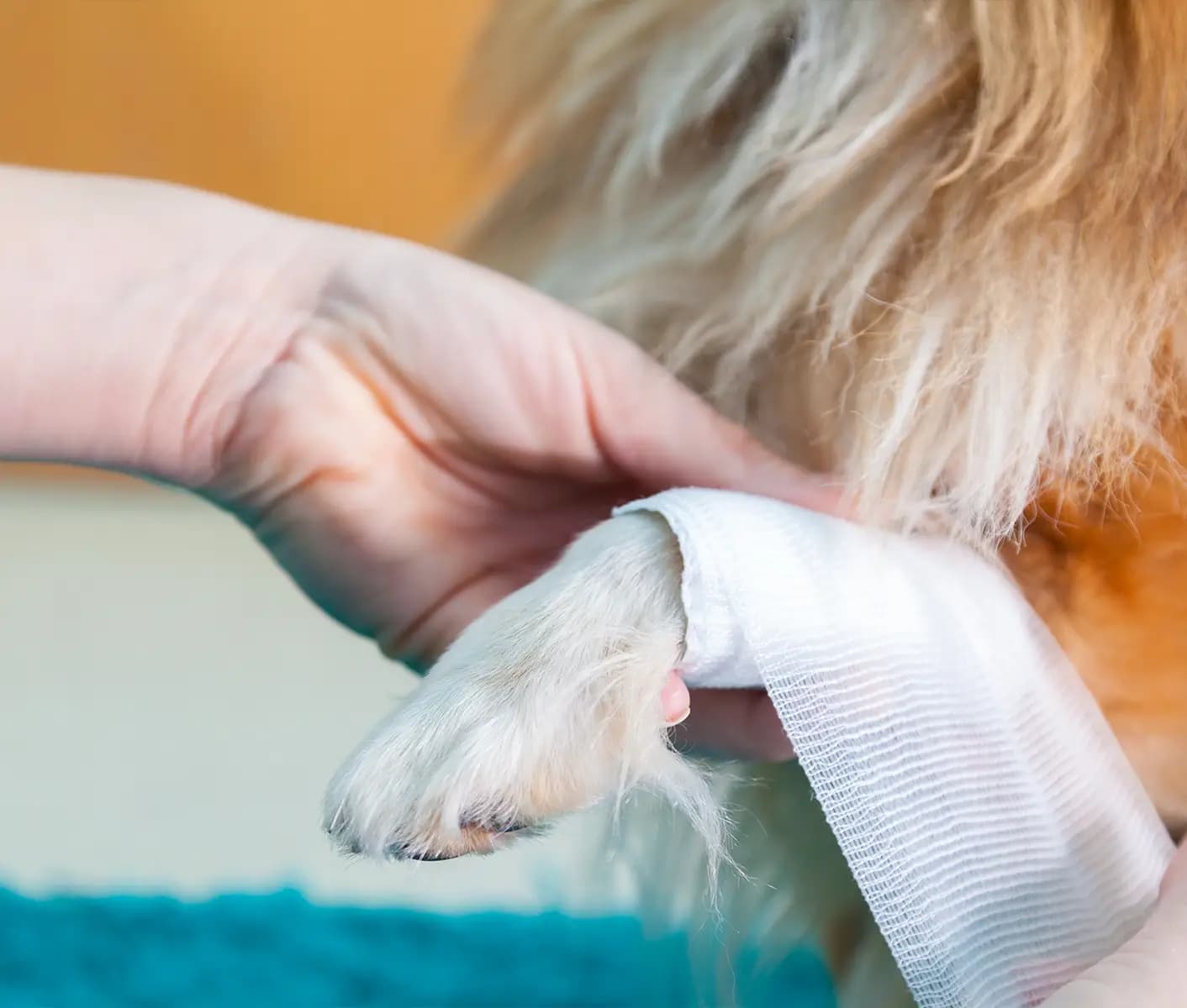 dog with bandage