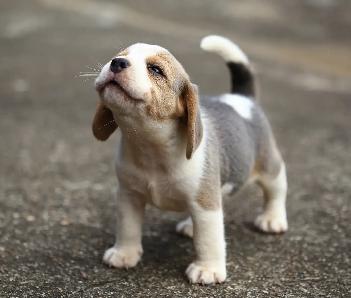 puppy