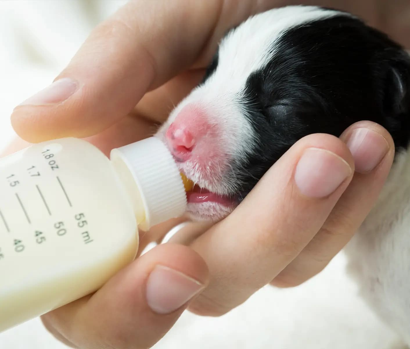 Emergency puppy formula best sale