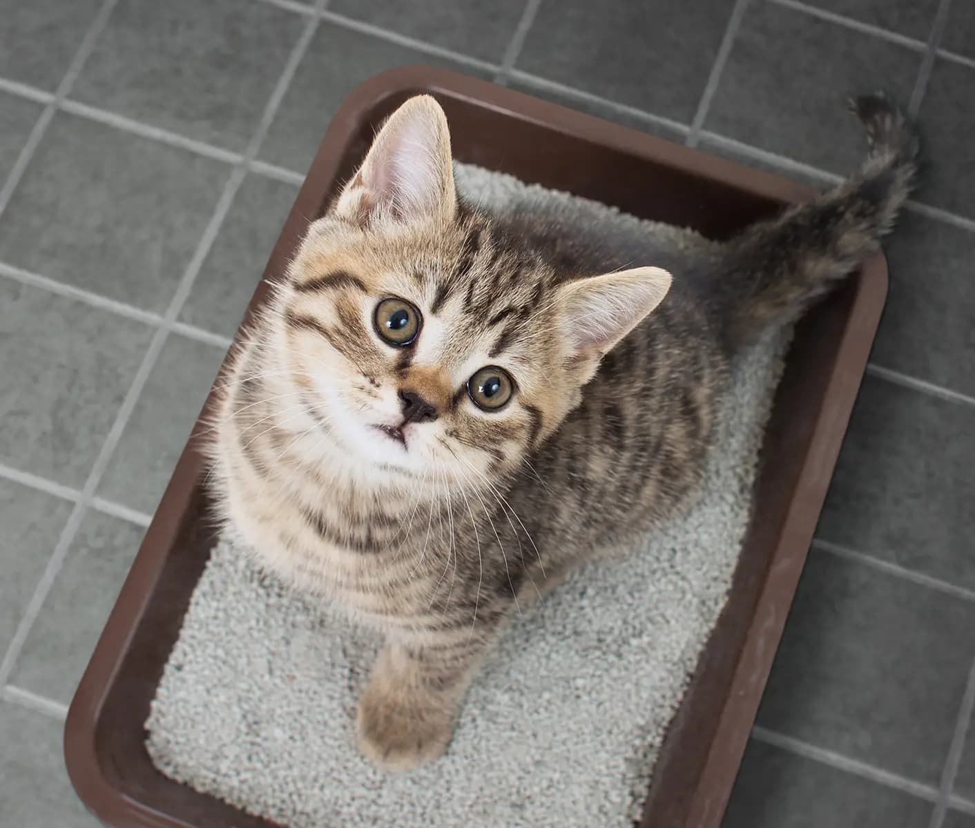 cat in litter box