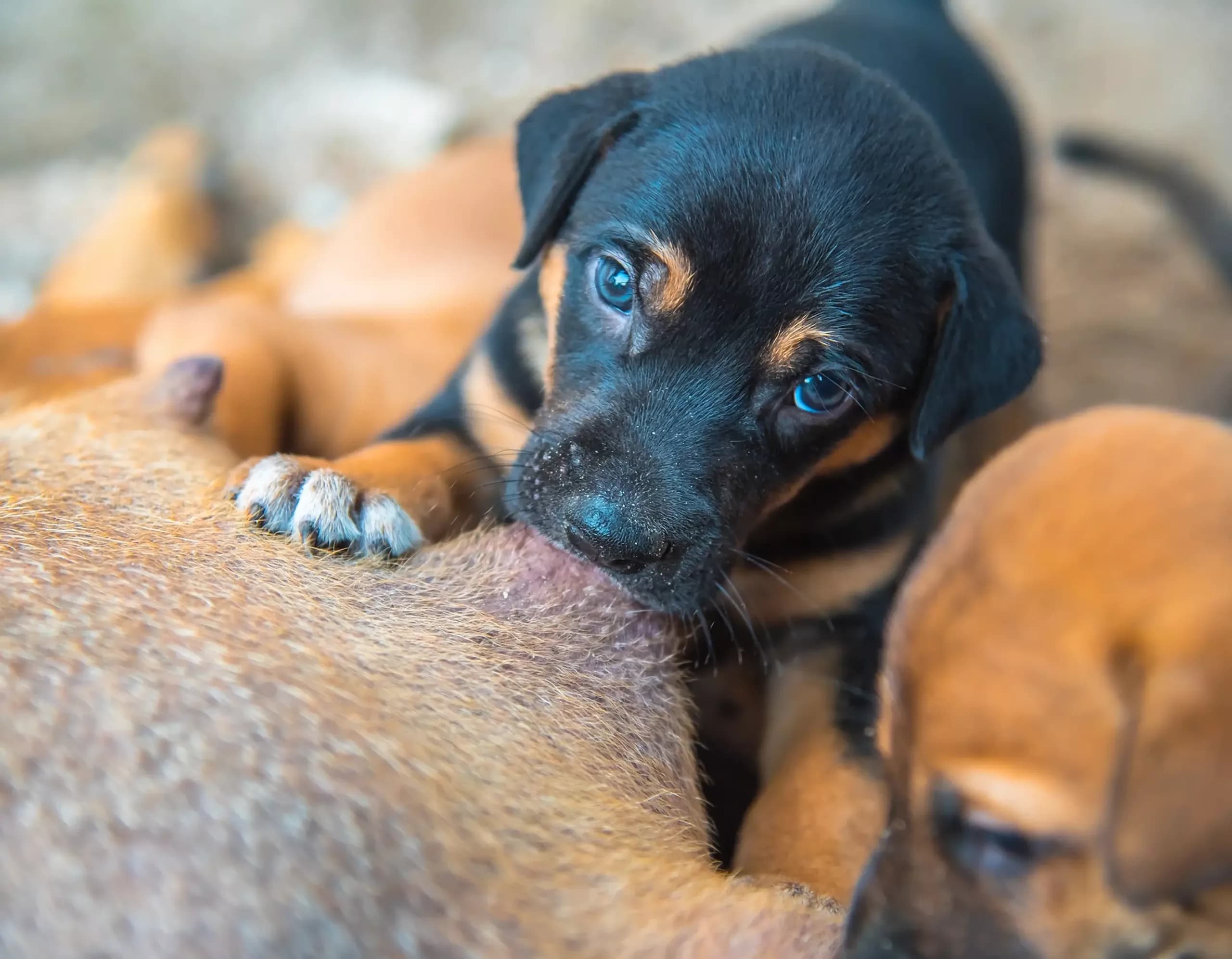 Rottweiler puppy being fed by the mother dog