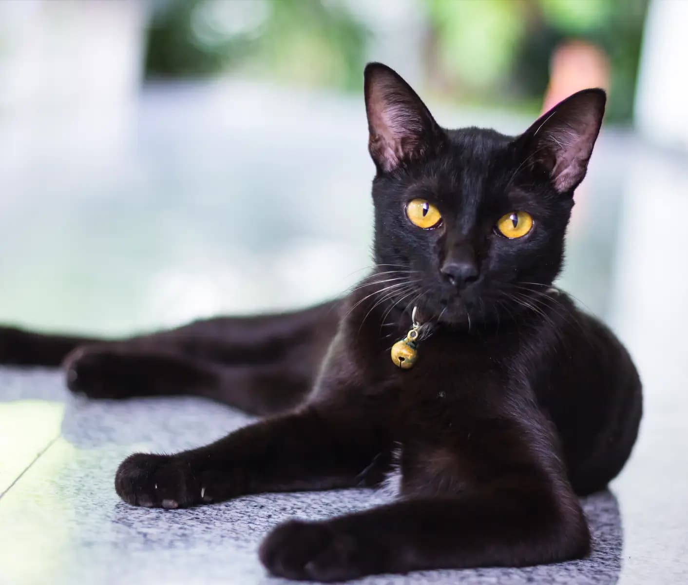 black cat