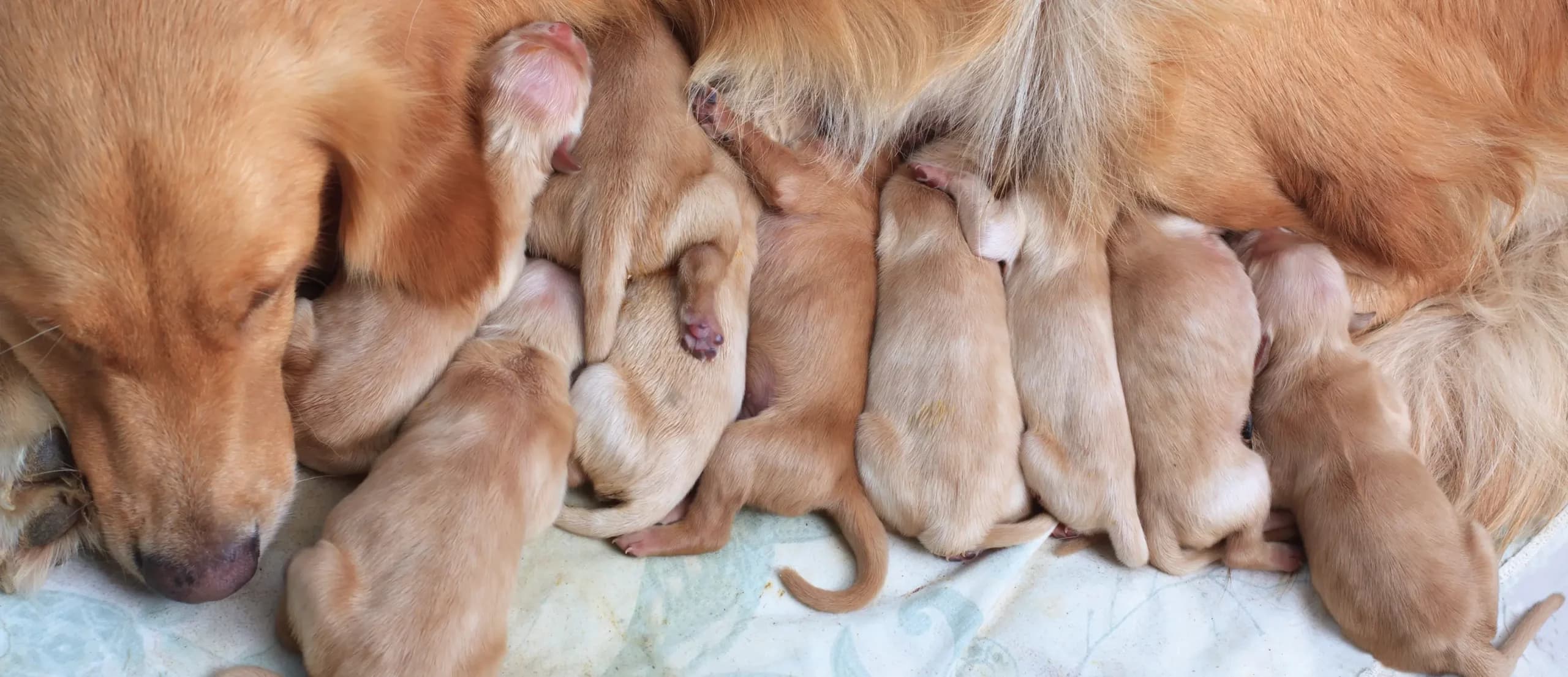 Puppies Nursing