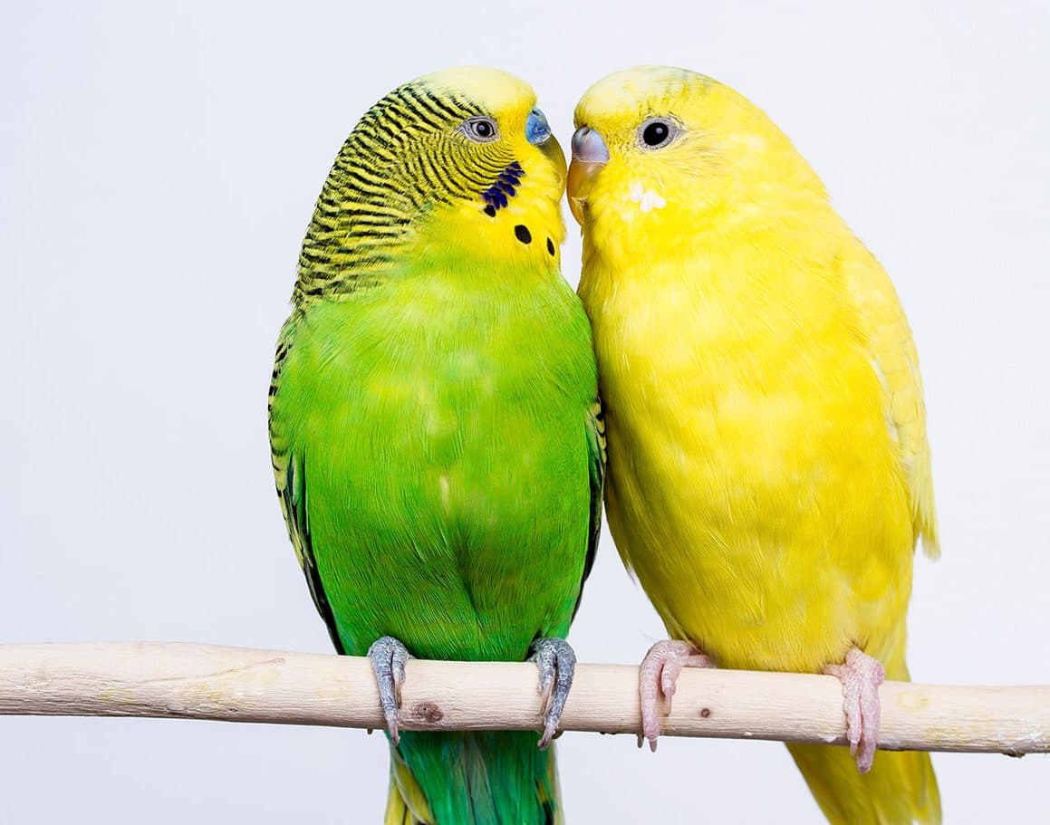 budgerigar on white background isolate