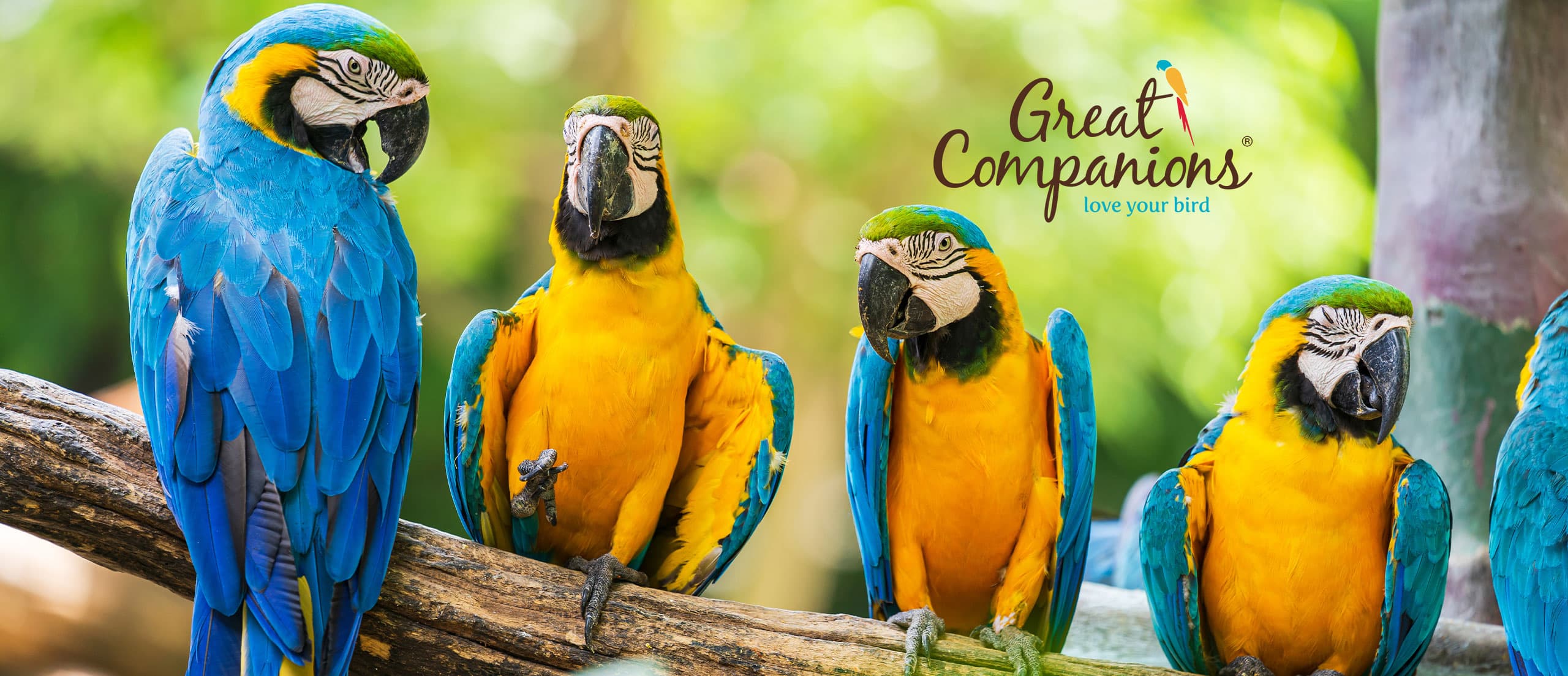 Group of macaws