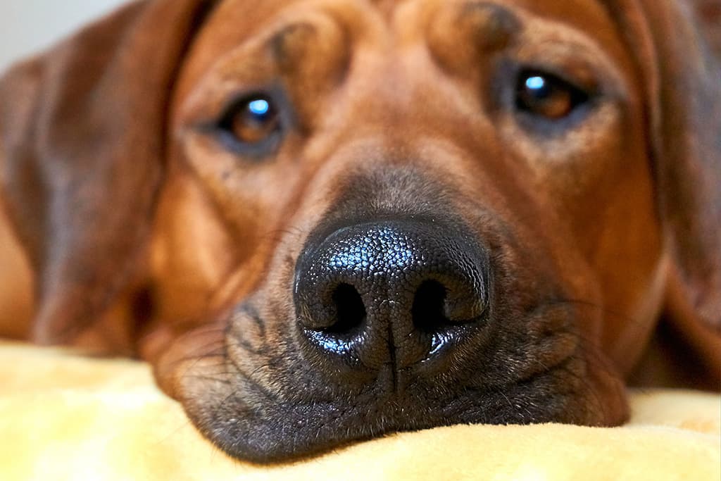 Dog nose