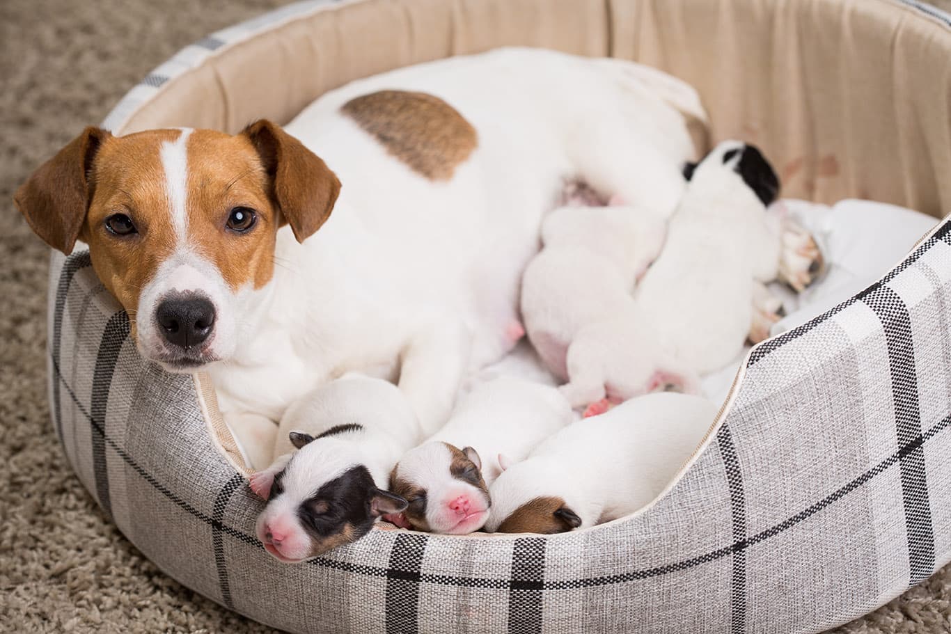 dog feeds the puppies, Jack Russell Terrier