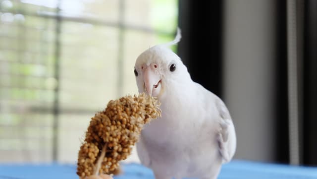A white faced pied cockatiel eating from a millet stick.