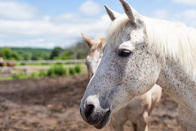 face close up white horse with brown spots.